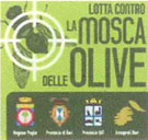 MOSCA OLIVE